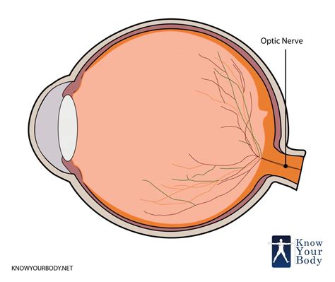 Optic Nerve: Anatomy, Location, and Function